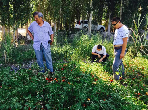 成都华宏生物克番茄列当难题，助农户增产,改良品质