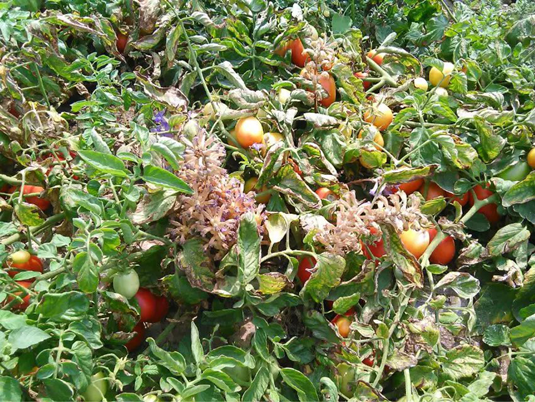 成都华宏生物克番茄列当难题，助农户增产,改良品质