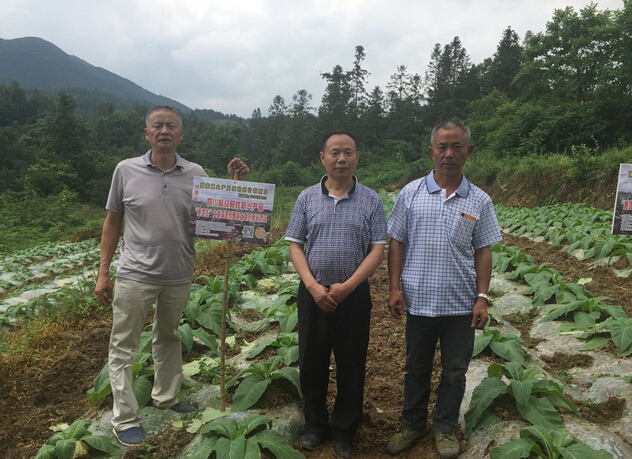 "施地佳"土壤调理剂在贵州道真县烟草上第一年试验效果极佳