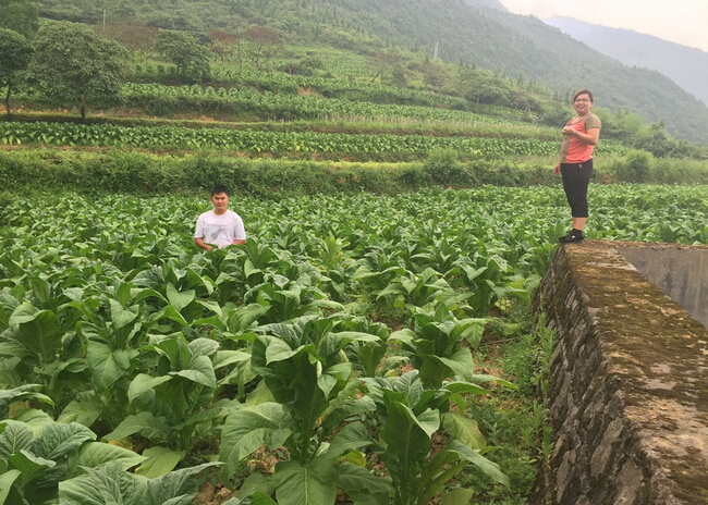 “施地佳”土壤调理剂在贵州道真县烟草上第一年试验效果极佳
