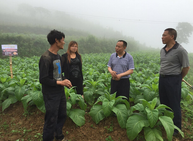 “施地佳”土壤调理剂在贵州道真县烟草上第一年试验效果极佳