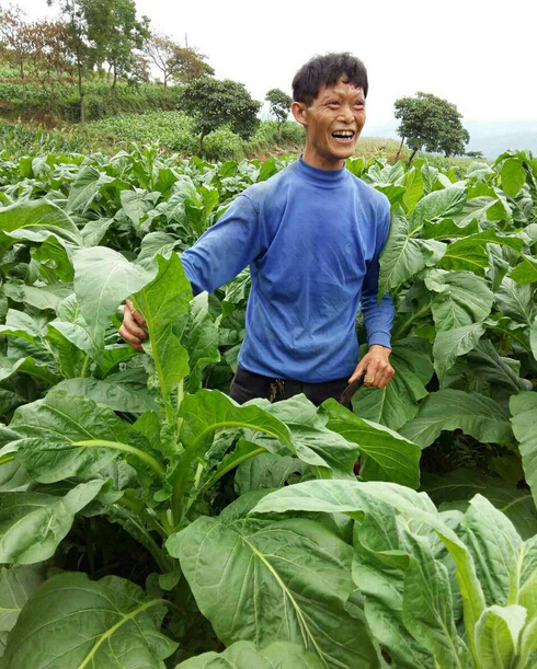 “施地佳”土壤调理剂在贵州道真县烟草上第一年试验效果极佳