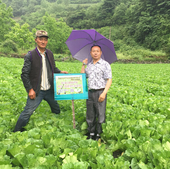 成都华宏生物一行前往四川理县视察蔬菜试验示范地