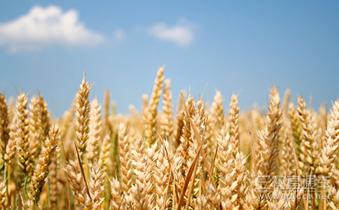 预计2015年全国小麦总产量约2310亿斤