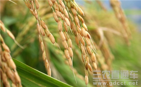 我国发现超级稻增产新基因