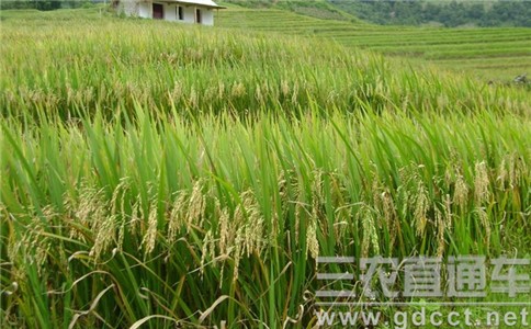 “云之稻”加速绿色超级稻新品种培育