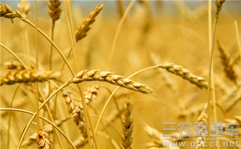 农业部发布小麦秋冬种指导意见