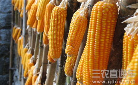 发改委：15至16年玉米收购价低于上年