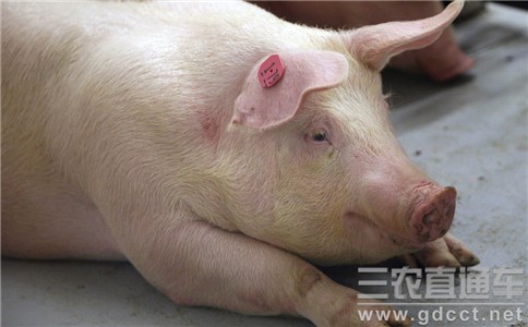 功能基因组学研究助力我国猪育种发展