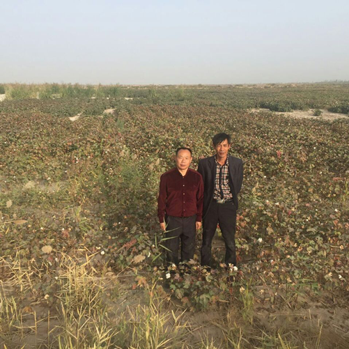 施地佳盐碱土壤调理剂成功改良生荒地“变废为宝”获称赞
