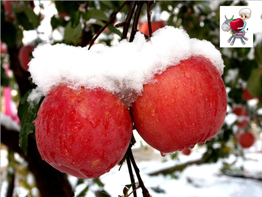 新疆“以果感恩”阿克苏冰糖心苹果上市了