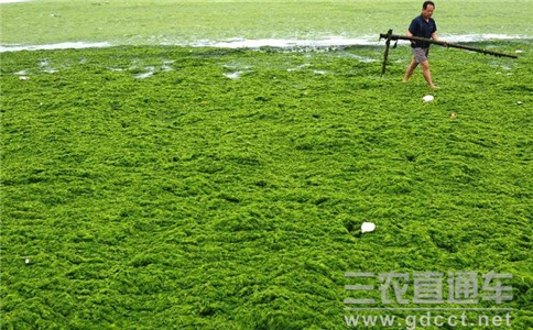 世界首家沙漠绿藻种质库揭牌