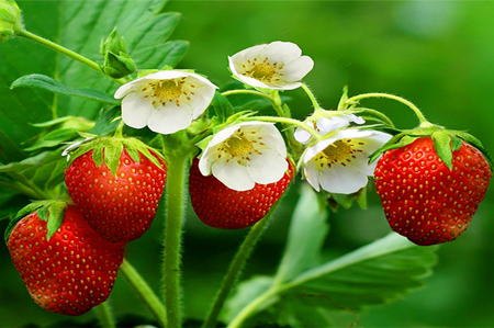 碳氢草莓知识全集