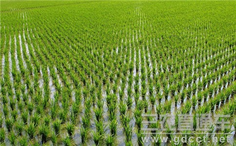 我国水稻、小麦、玉米已连续4年净进口