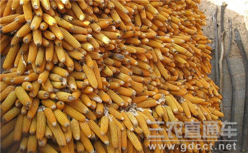 农业部：玉米库存大增 需调整优化结构