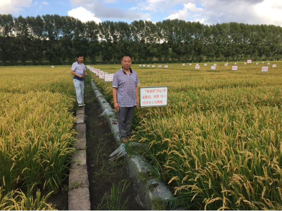 施地佳调理剂再创佳绩！在黑龙江水稻种植区成功示范