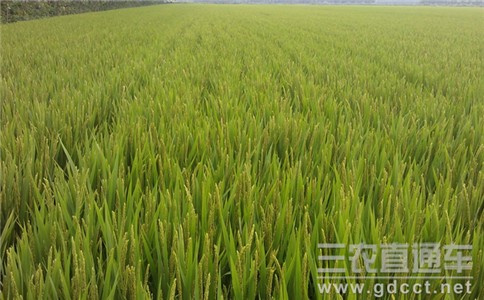 洋丰超级稻专用肥入选肥效试验