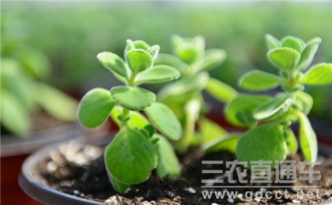 中关村量子生物农业创新联盟在京成立