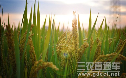 我国稻麦两熟地区水稻亩产再创新高