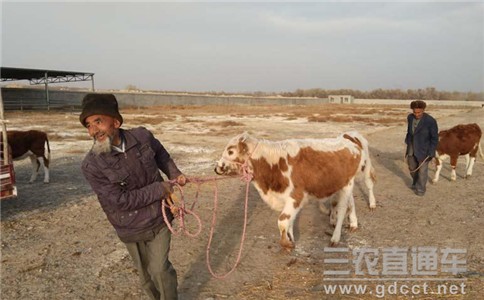 农业专家成驻村干部 新疆定点扶贫小村换新颜
