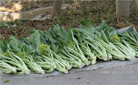 广州市增城区菜心合格率达到99.2%