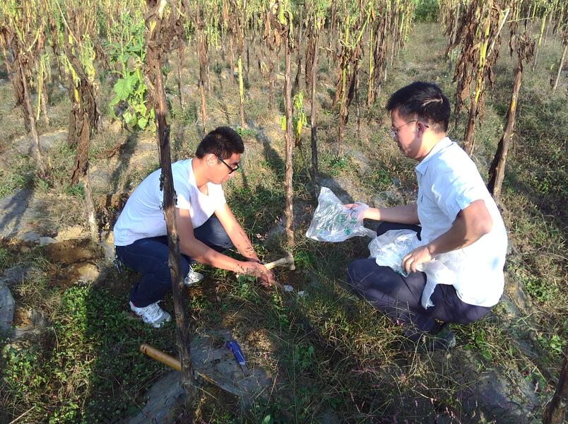 成都华宏施地佳土壤调理剂在遵义烤烟种植区示范取得成功