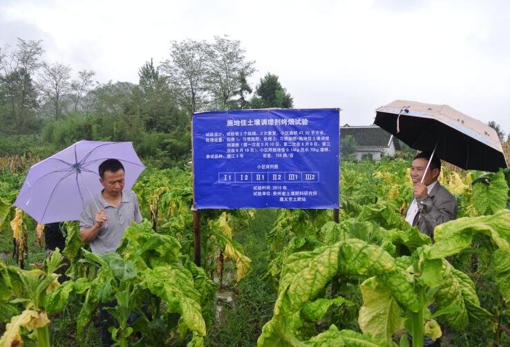 成都华宏施地佳土壤调理剂在遵义烤烟种植区示范取得成功