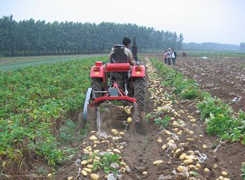 陕西省将马铃薯纳入农机化发展重点.jpg
