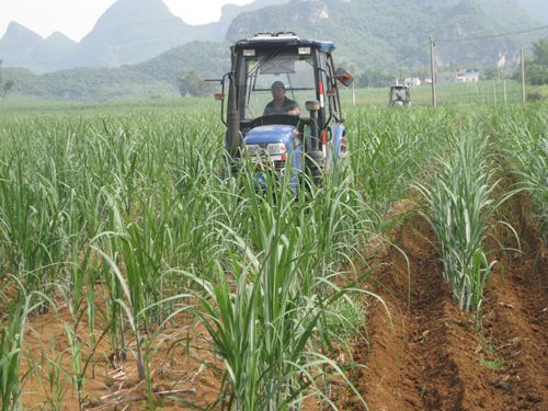 广西大新积极推进甘蔗“双高”基地机械中耕培土