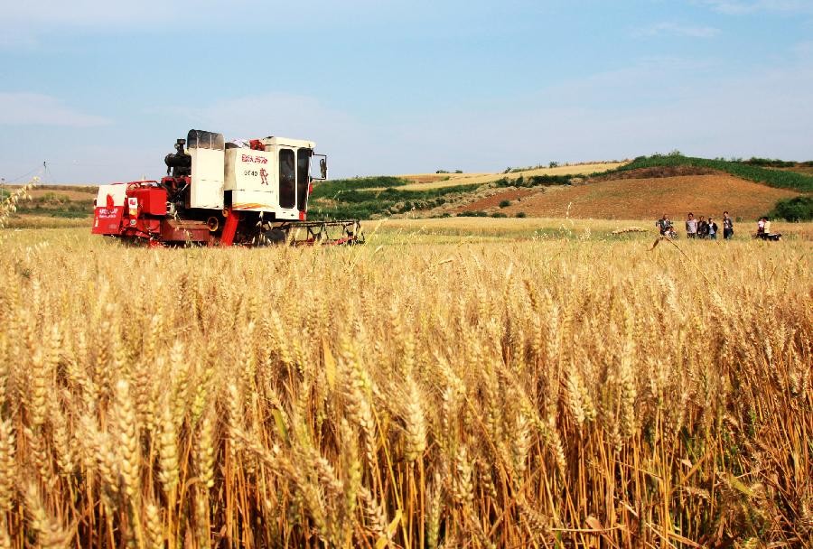 河南8170万亩小麦开镰收割 农民盼增收