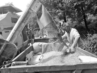 看着在收割机的帮助下，熟透的麦子变成了金灿灿的麦粒，农民心里乐开了花。.jpg