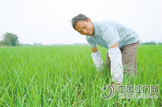 劳动模范、江门市新会区三江镇农民李健醒.jpg