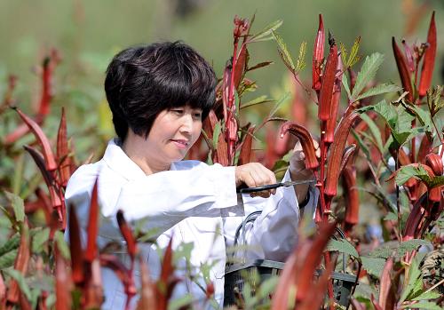 10月3日，邢台市隆尧县泽安家庭农场的工作人员在采摘红秋葵。.jpg