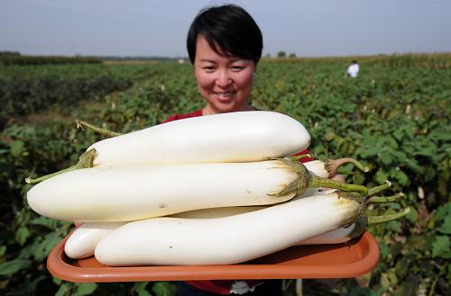 10月3日，邢台市隆尧县泽安家庭农场的工作人员刘晓宇展示刚刚采摘的白茄子。.jpg