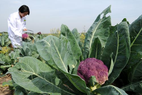 10月3日，邢台市隆尧县泽安家庭农场的工作人员在采摘紫菜花。.jpg