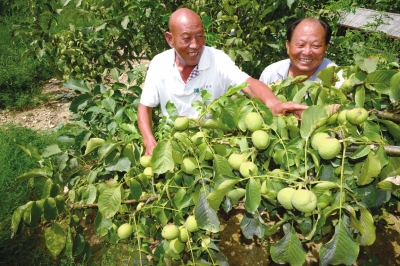 葫芦峪农业产业园种植的核桃喜获丰收.jpg