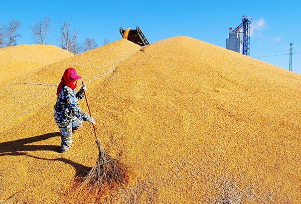 黑龙江垦区秋收新粮烘干忙.jpg