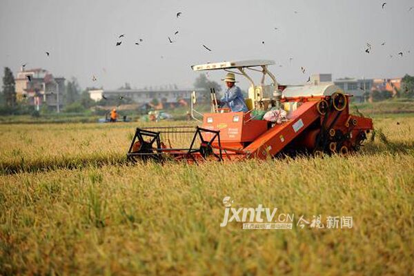 江西水稻耕种收综合机械化水平达到71.3%,图为农户正在收割水稻.jpg