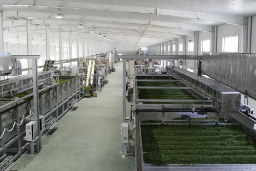茶叶加工机械化是产业必然趋势