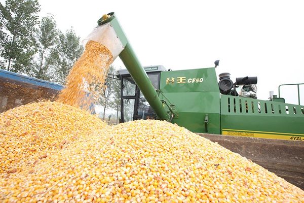 玉米临储价格下调，对玉米收市场影响几何