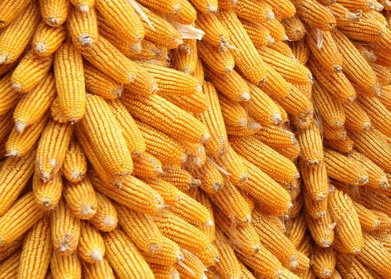 玉米收储价格.jpg