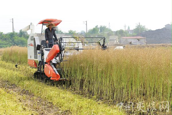 四问油菜生产机械化.JPG