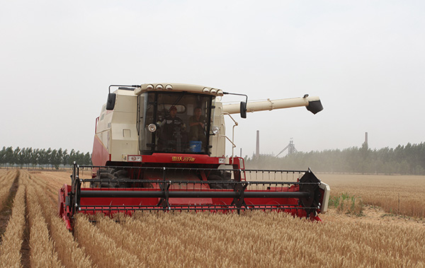 国内最大量产自主品牌收割机正在进行三夏麦收作业01.jpg