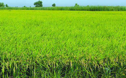 稻田检测土壤水质
