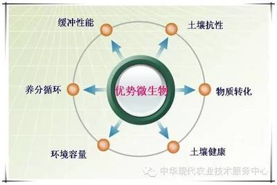 土壤修复从生物菌、PH、有机质三个方面入手