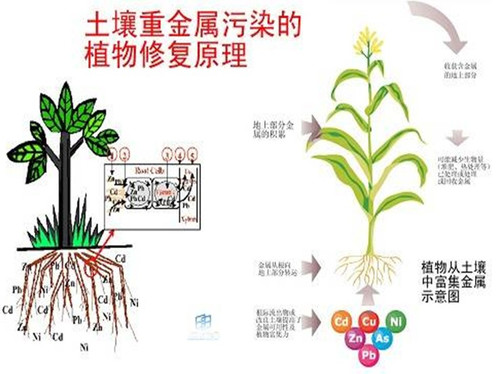 郁金香之国 欧洲土壤修复先行者——Holland