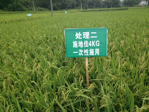 施地佳土壤调理剂兴国县示范数据出炉 调理酸化土壤助产一步到位