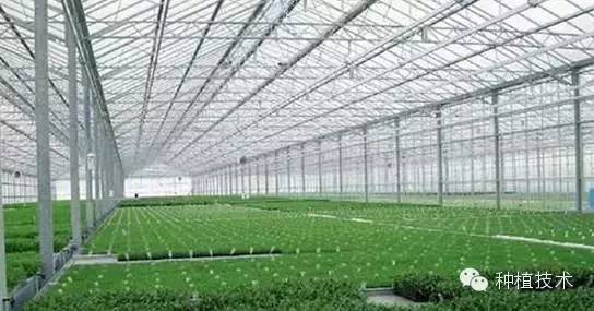 空心菜深液流浮板栽培技术讲解!