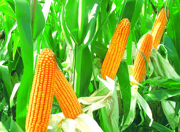 玉米种植.jpg