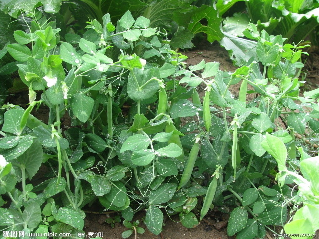 豌豆植物图片大全-豌豆植物高清图片下载-觅知网